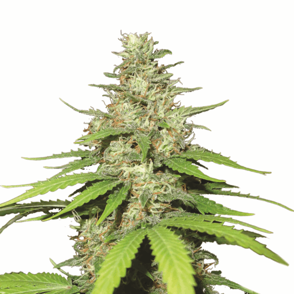Top-44 Auto