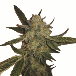 White Widow Auto