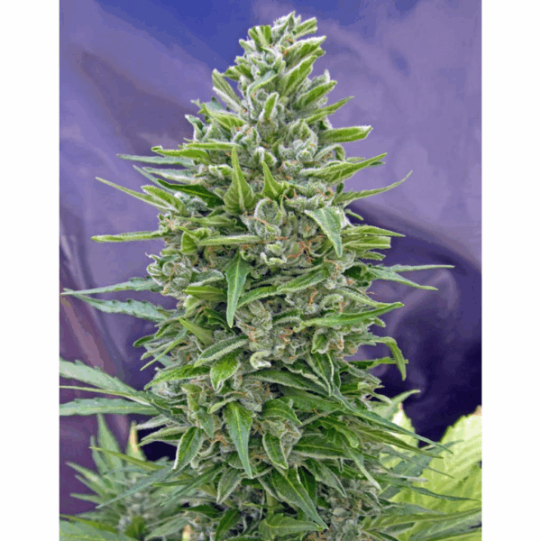 AutoFloración Mix