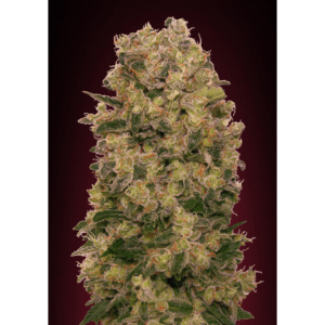 Caramel Kush Fem