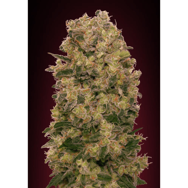 Caramel Kush Fem