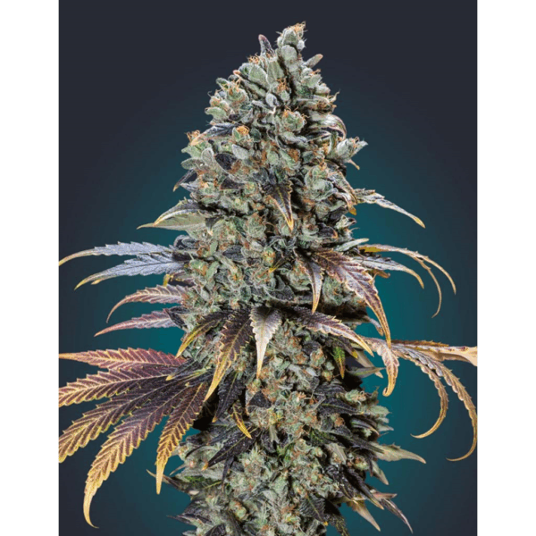 Chocolate Cream Fem