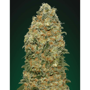 White Widow Fem