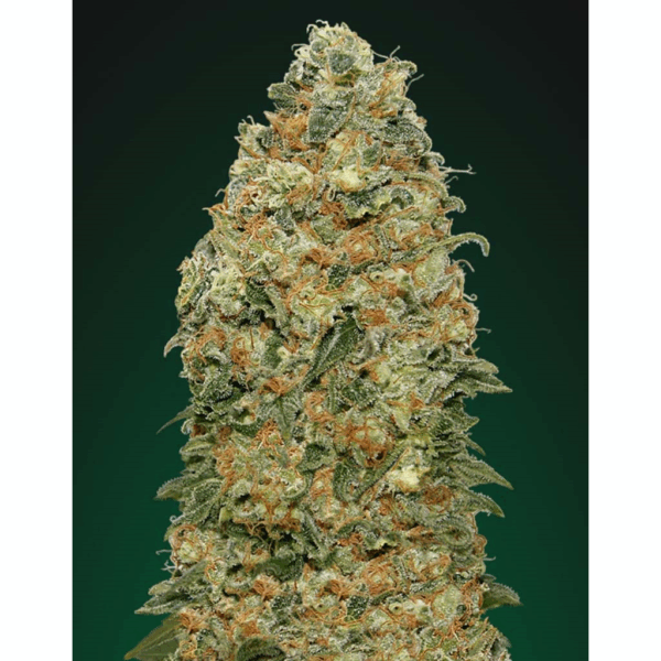 White Widow Fem