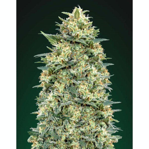 Auto White Widow