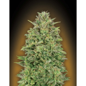 00 Skunk Fem
