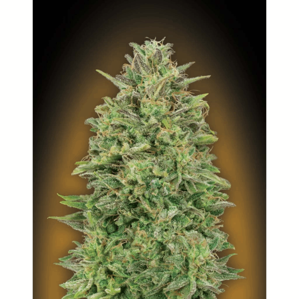 00 Skunk Fem