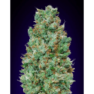 Auto Blueberry