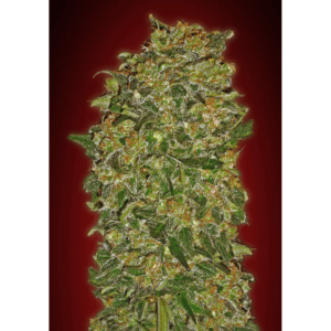 Chocolate Kush Fasts Fem