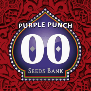 Purple Punch Fem
