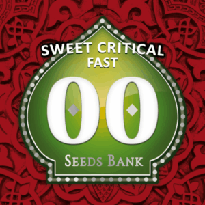 Sweet Critical Fast Fem