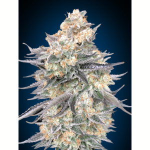 Blue Dream Fem