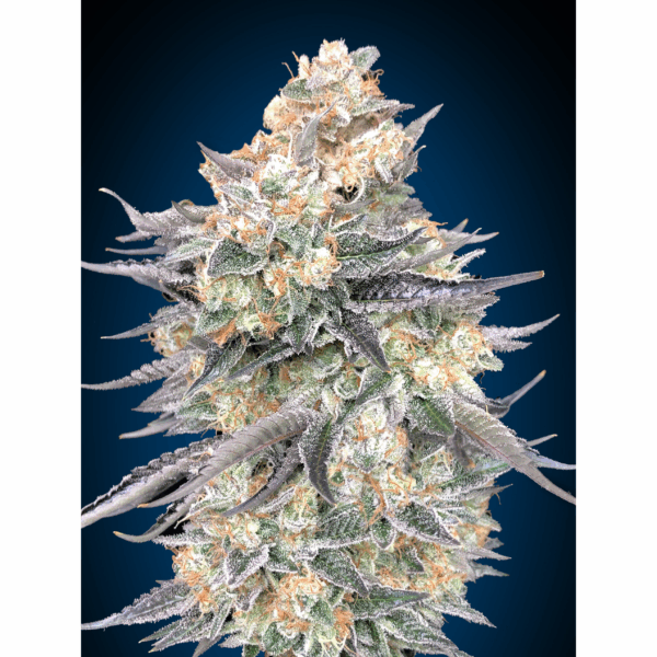 Blue Dream Fem