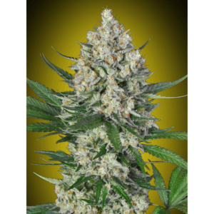 Lemon OG Fem
