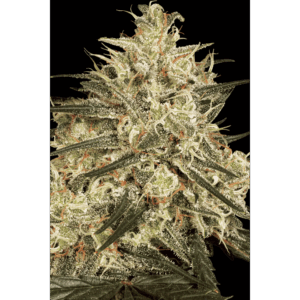 Atomical Haze Fem