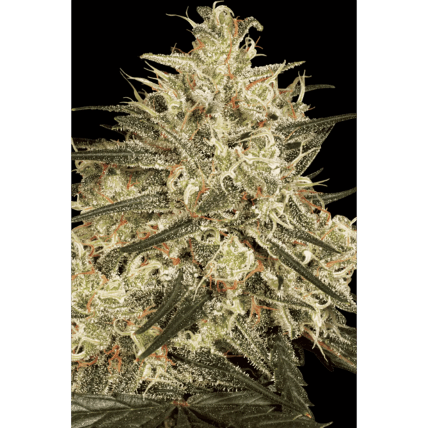 Atomical Haze Fem
