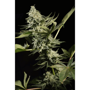 Glowstarz Fem