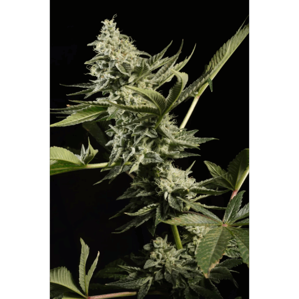 Glowstarz Fem