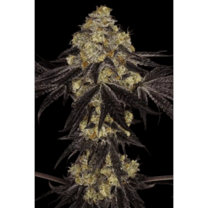 Sunset Paradise Fem