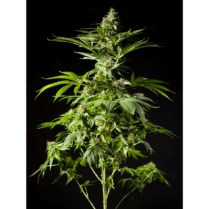 Tropimango Fem