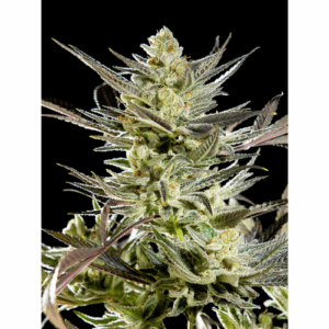 Fruity Jack Fem