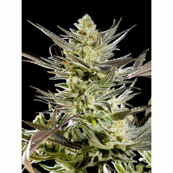 Fruity Jack Fem