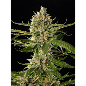 Lemon OG Candy Fem
