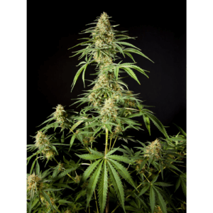 Philo Skunk Fem
