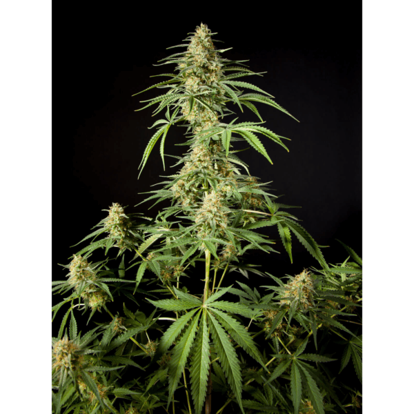 Philo Skunk Fem