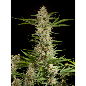 Fraggle Skunk Auto