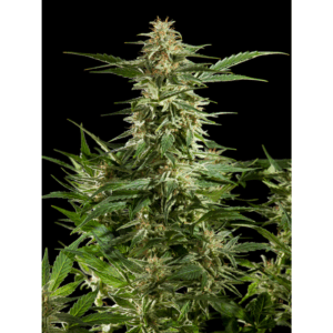 Lemon Auto CBD