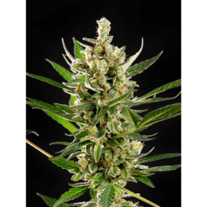 Wedding Cake Auto