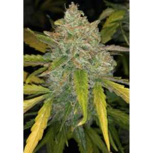 Purple Sunset Auto