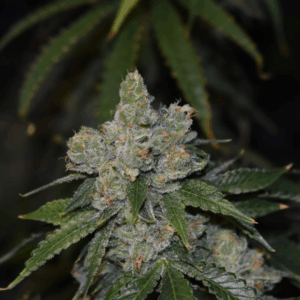 Gorilla Glue Auto