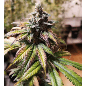 Gorilla Punch Auto