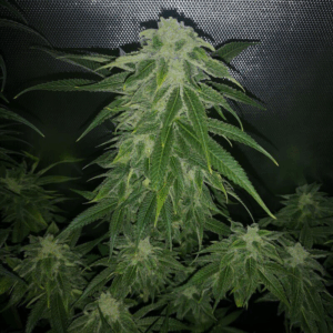 Pure CBG Fem