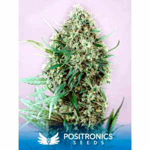 Jack Diesel Fem