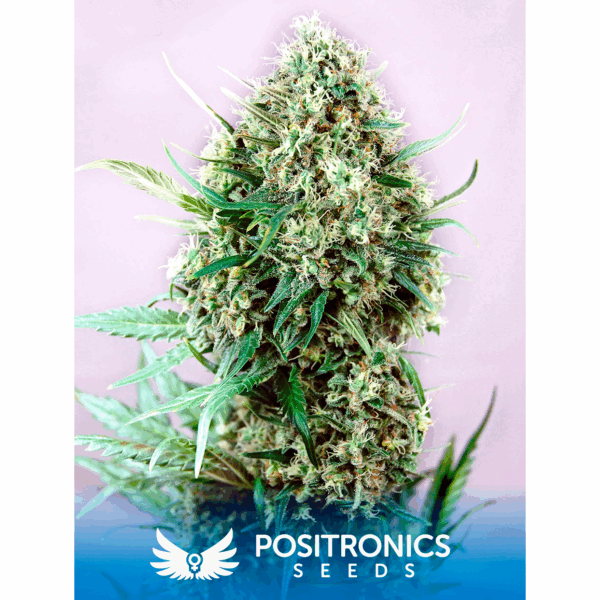 Jack Diesel Fem