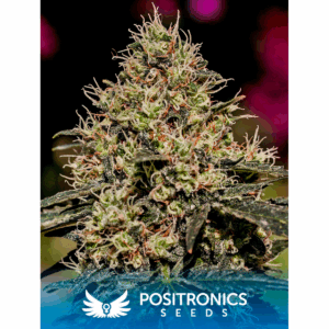 Critical #47 Fem