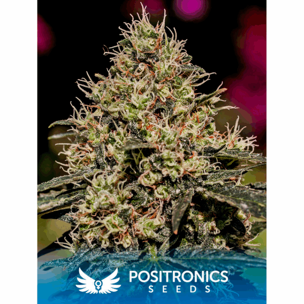 Critical #47 Fem