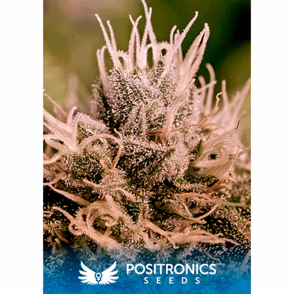 Jack Diesel Auto