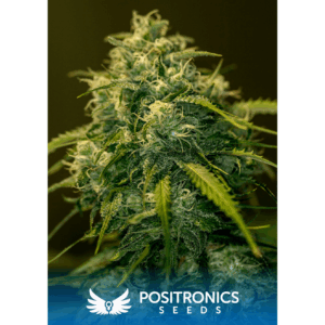 CBD+ Jack Diesel Fem