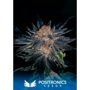 Gelato #47 Fem