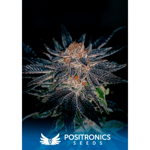 Gelato #47 Fem