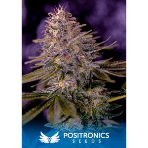 American Purple Fem