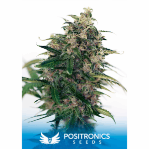 Somango #47 Auto