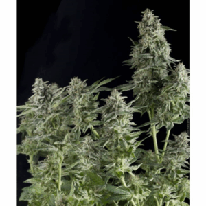 Auto Northern Lights