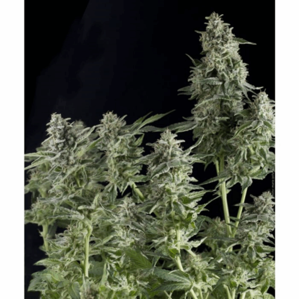 Auto Northern Lights
