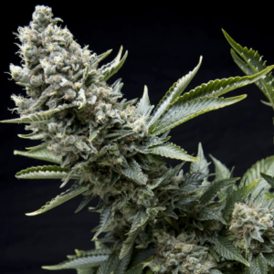 White Widow