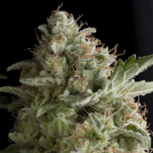 Auto American Pie